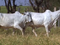 Lote 171D