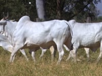 Lote 173D