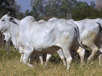 Lote 174D