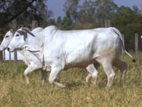 Lote 175D