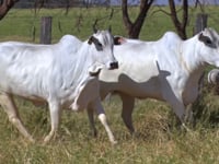 Lote 176D