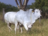 Lote 178D