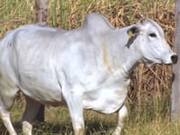 Lote 181D
