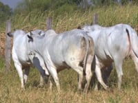 Lote 182D