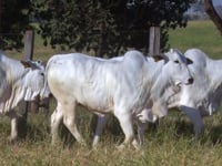 Lote 183D