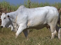 Lote 185D