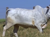 Lote 186D