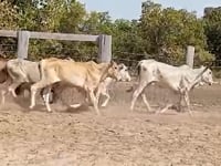 Lote 44P