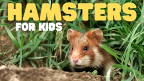 Vimeo Thumbnail