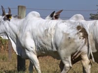 Lote 92D