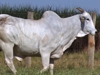 Lote 96D