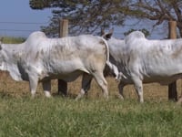 Lote 98D