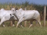 Lote 104D
