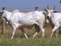 Lote 106D