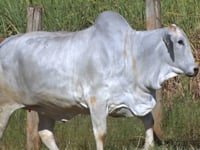 Lote 116D