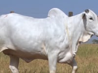 Lote 03E