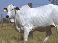 Lote 04E
