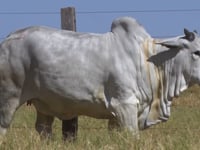 Lote 05E