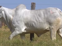 Lote 06E