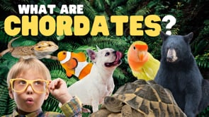 What Are Chordates?