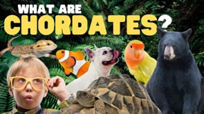Vimeo Thumbnail