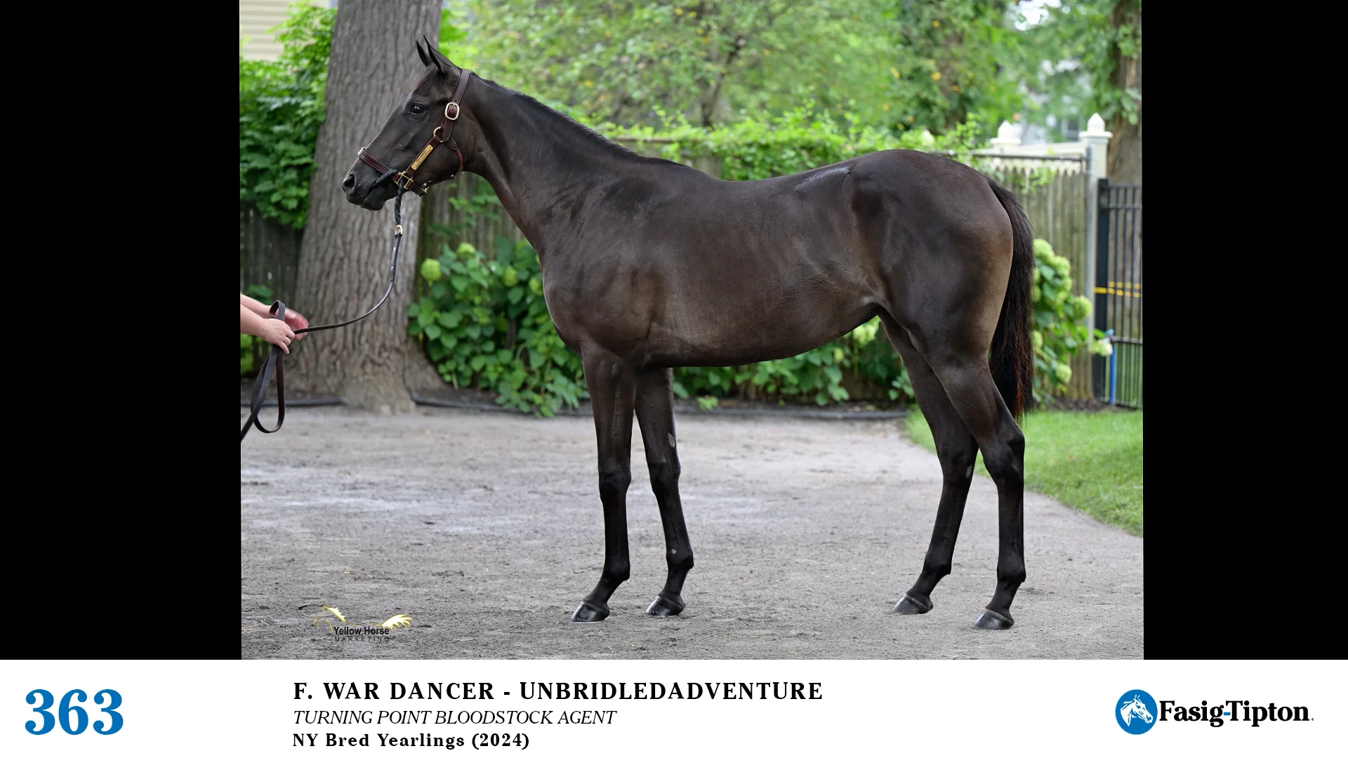 2025 FasigTipton Saratoga NYBred Yearling Sale Hip 363 War Dancer x