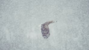 White-tailed eagles in a snow storm