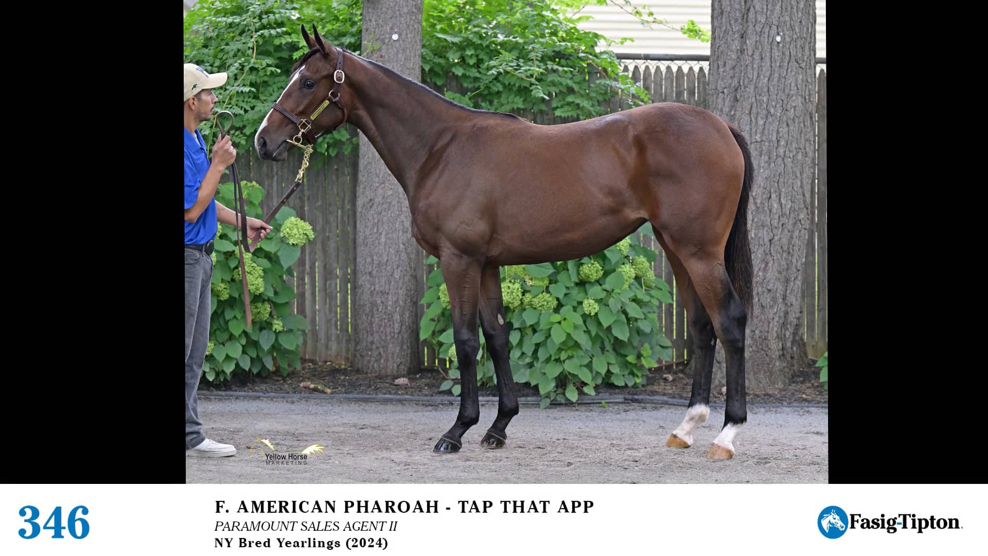 2024 FasigTipton Saratoga NYBred Yearling Sale Hip 346 American