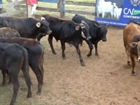Lote 19