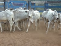 Lote 20