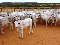 Lote 37