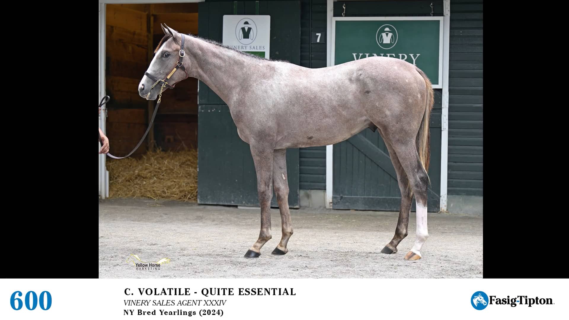 2025 FasigTipton Saratoga NYBred Yearling Sale Hip 600 Volatile x