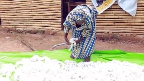 ROOTS RUNWAY - A Cotton & Community-Driven Initiative