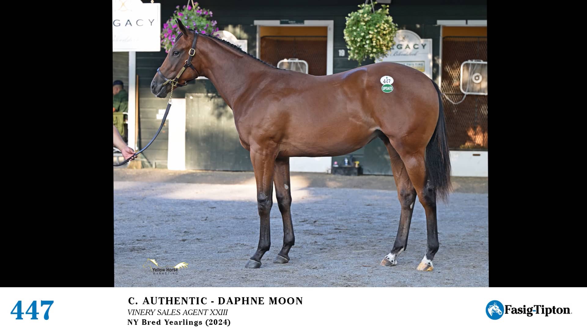 2024 FasigTipton Saratoga NYBred Yearling Sale Hip 447 Authentic x