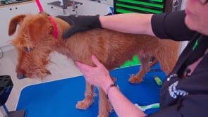 MICROBITE Chuckie explains how to get a coat back from being clipped to being hand stripped.