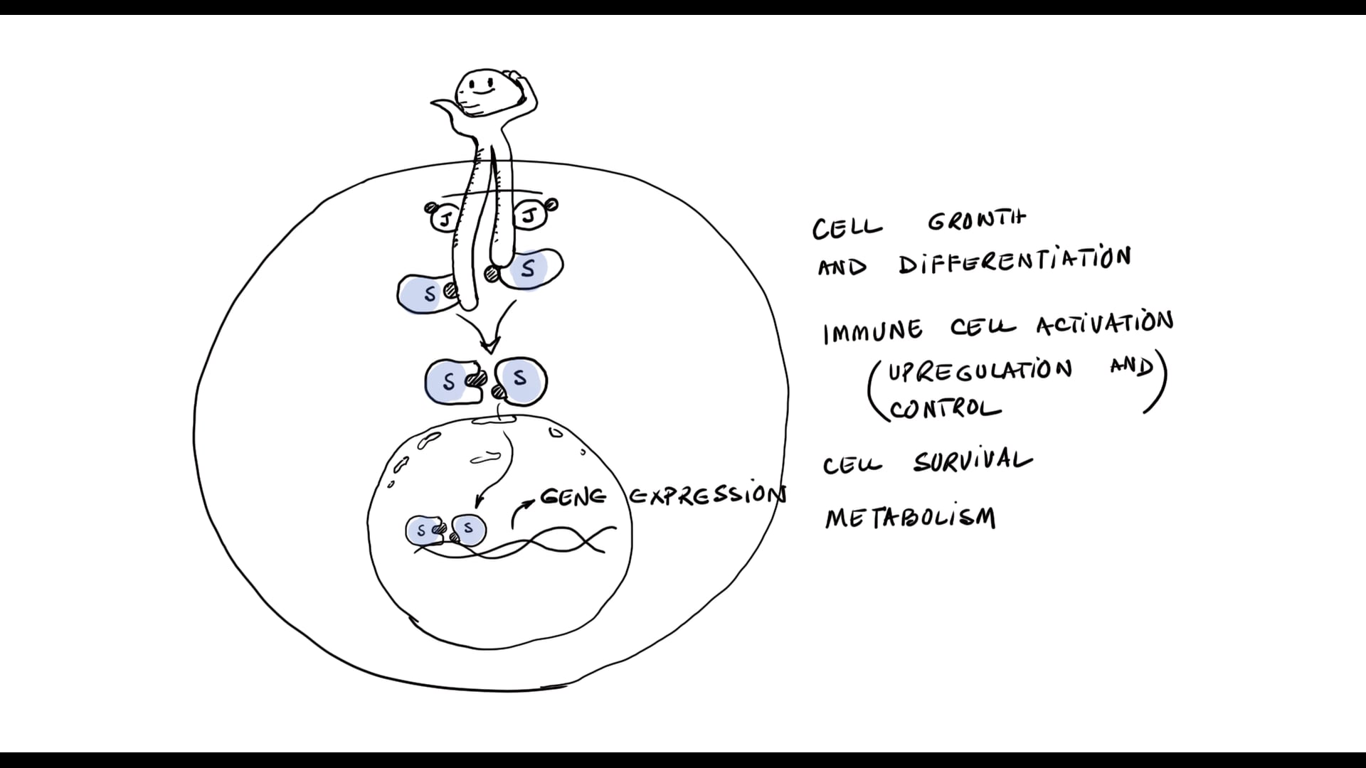 JAK-STAT Pathway - (Inflammation Part 6)