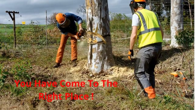 ⁣King's Tree Services in Scottsdale, AZ