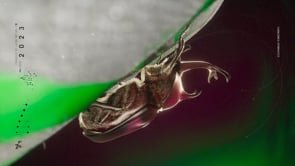Rhino_Fly