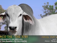 Lote 28