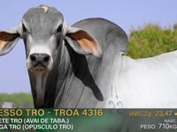 Lote 75