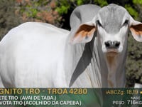 Lote 77