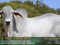 Lote 81