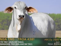 Lote 82