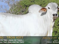 Lote 91