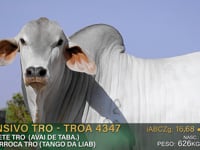 Lote 93