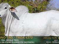 Lote 96