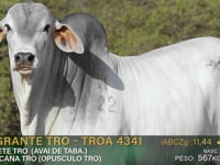 Lote 97