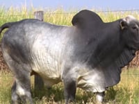 Lote 60