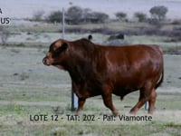 Lote 12