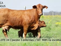 Lote 24